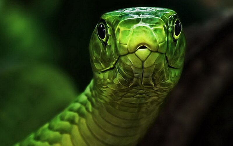 green snake close-up