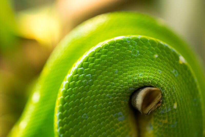 Green Snake Coiled — Calm, Afternoon