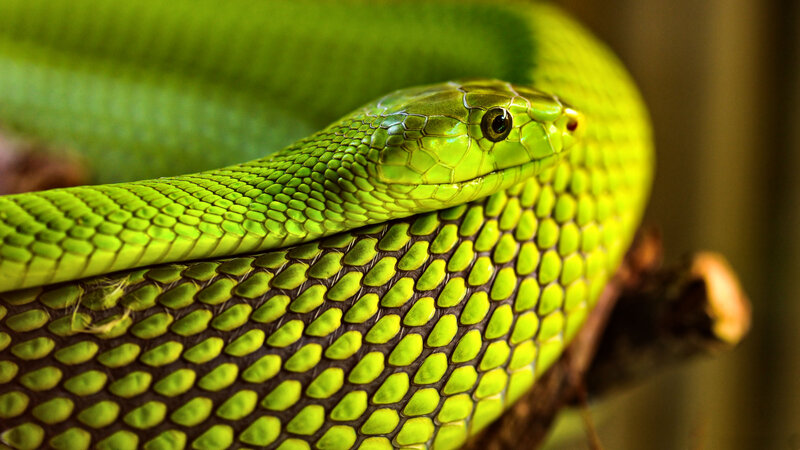 Green Snake Coiled — Calm, Photograph, Branch