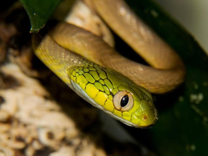 Green Snake Coiled — Calm, Photograph, Leaves