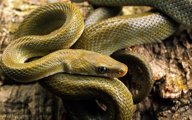 Green Snake Coiled — Calm, Photograph, Tree Bark
