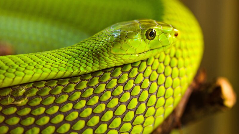 Green Snake Coiled — Calm
