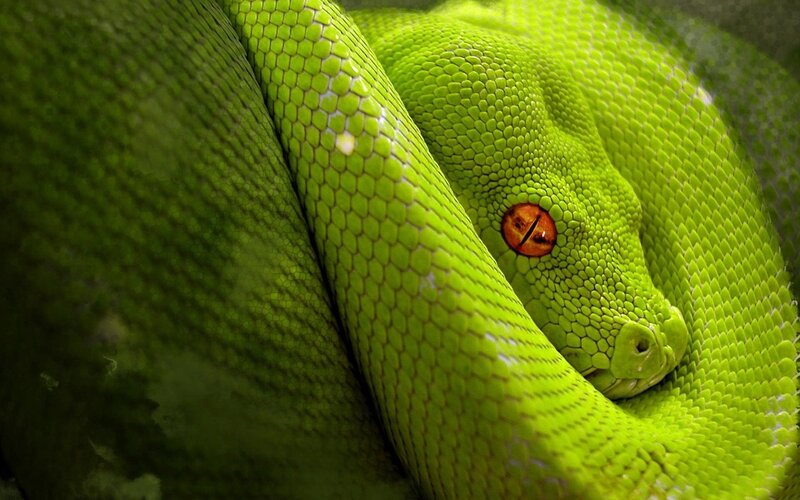 green snake coiled close-up