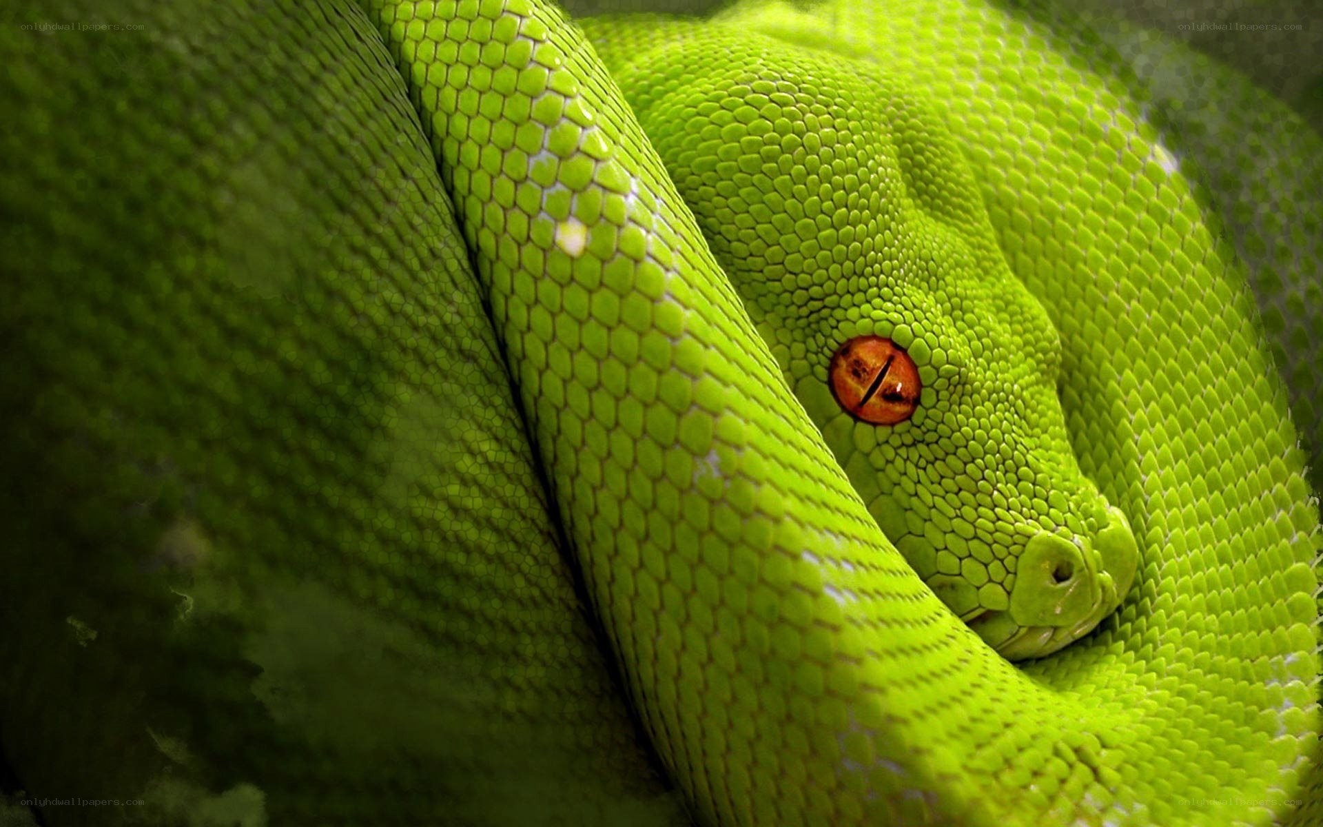 green snake coiled close-up
