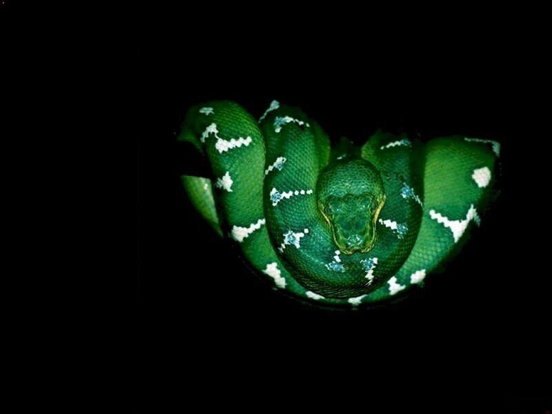 Green Snake Coiled — Dark, Night