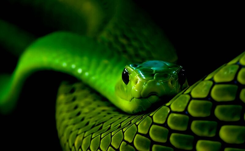 Green Snake Coiled — Dramatic, Night