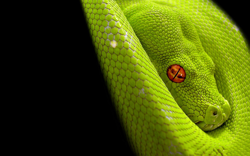 Green Snake Coiled — Dramatic, Photograph, Eye