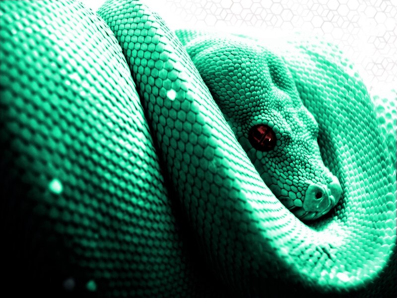 Green Snake Coiled — Dramatic, Photograph