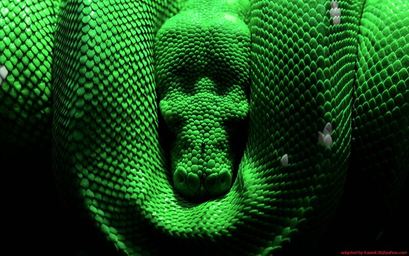 Green Snake Coiled — Dramatic