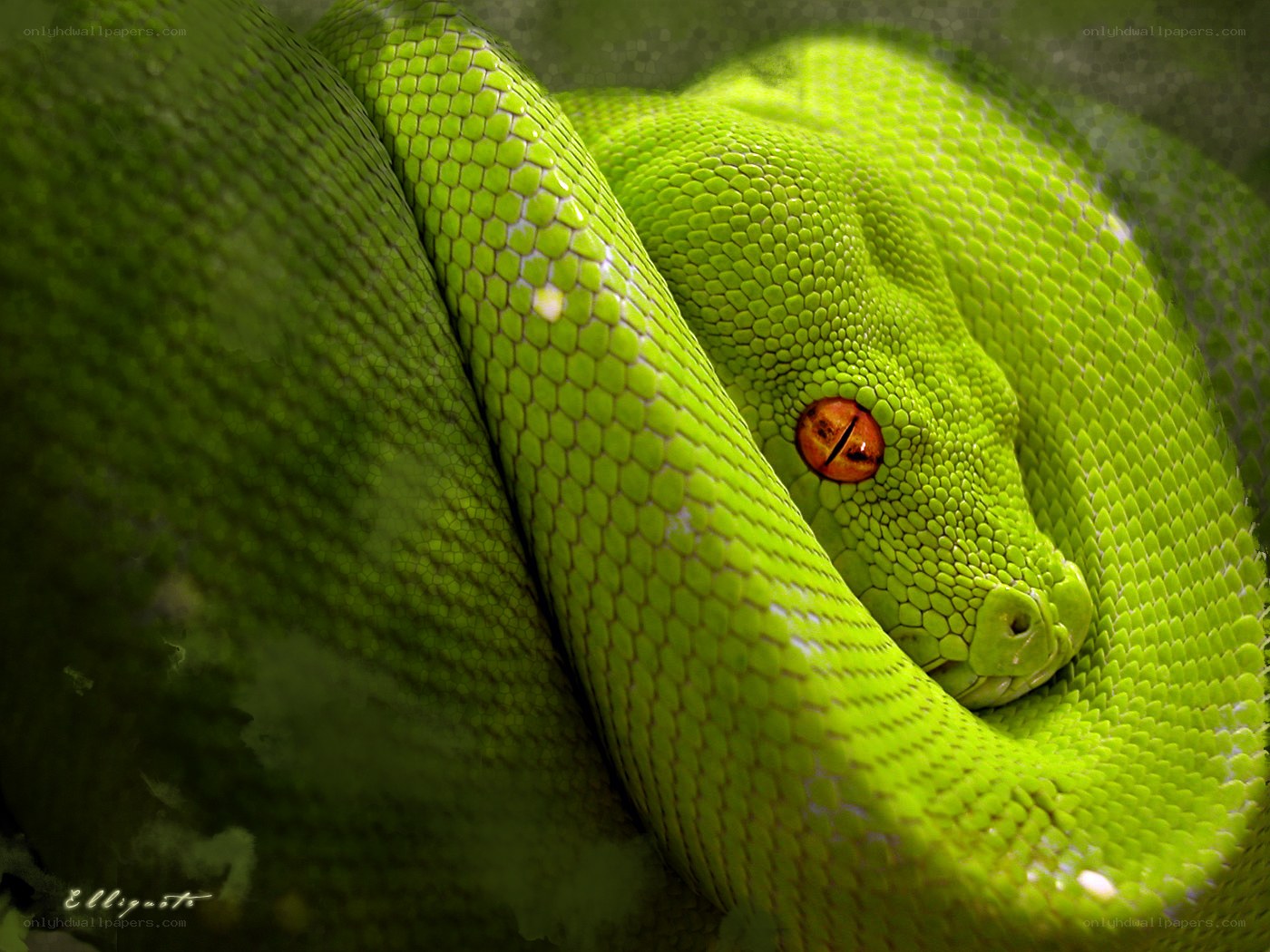 Green snake coiled in foliage