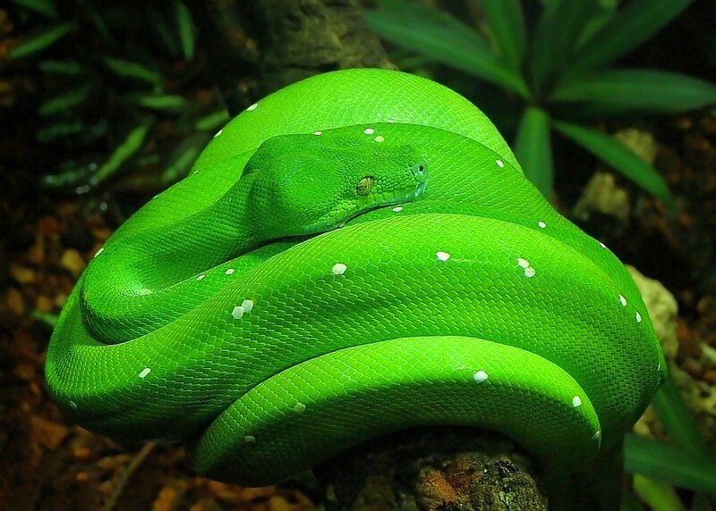 Green snake coiled in foliage