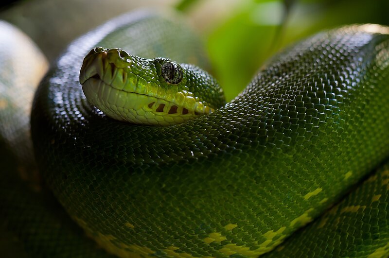 green snake coiled in foliage
