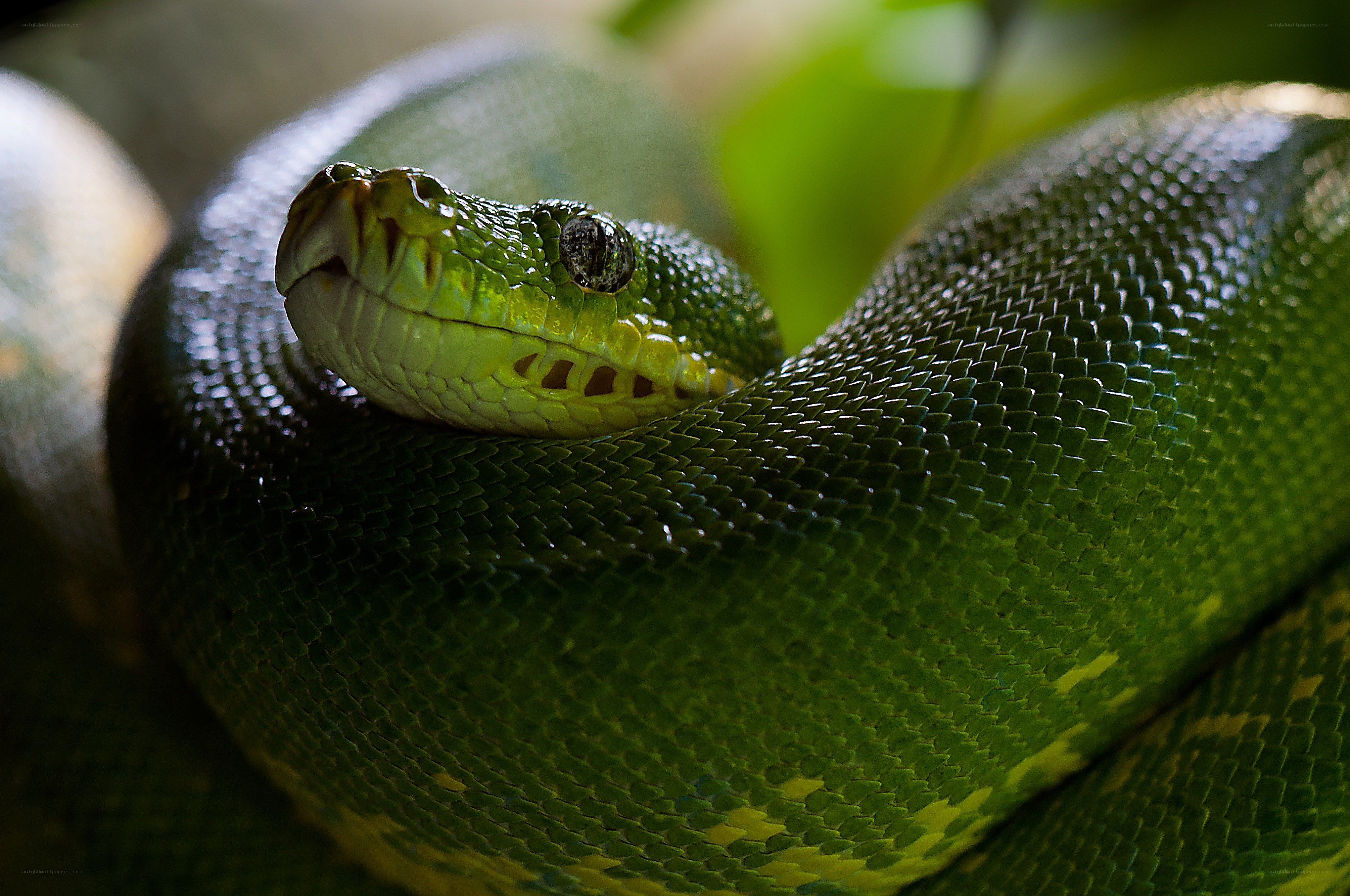 green snake coiled in foliage