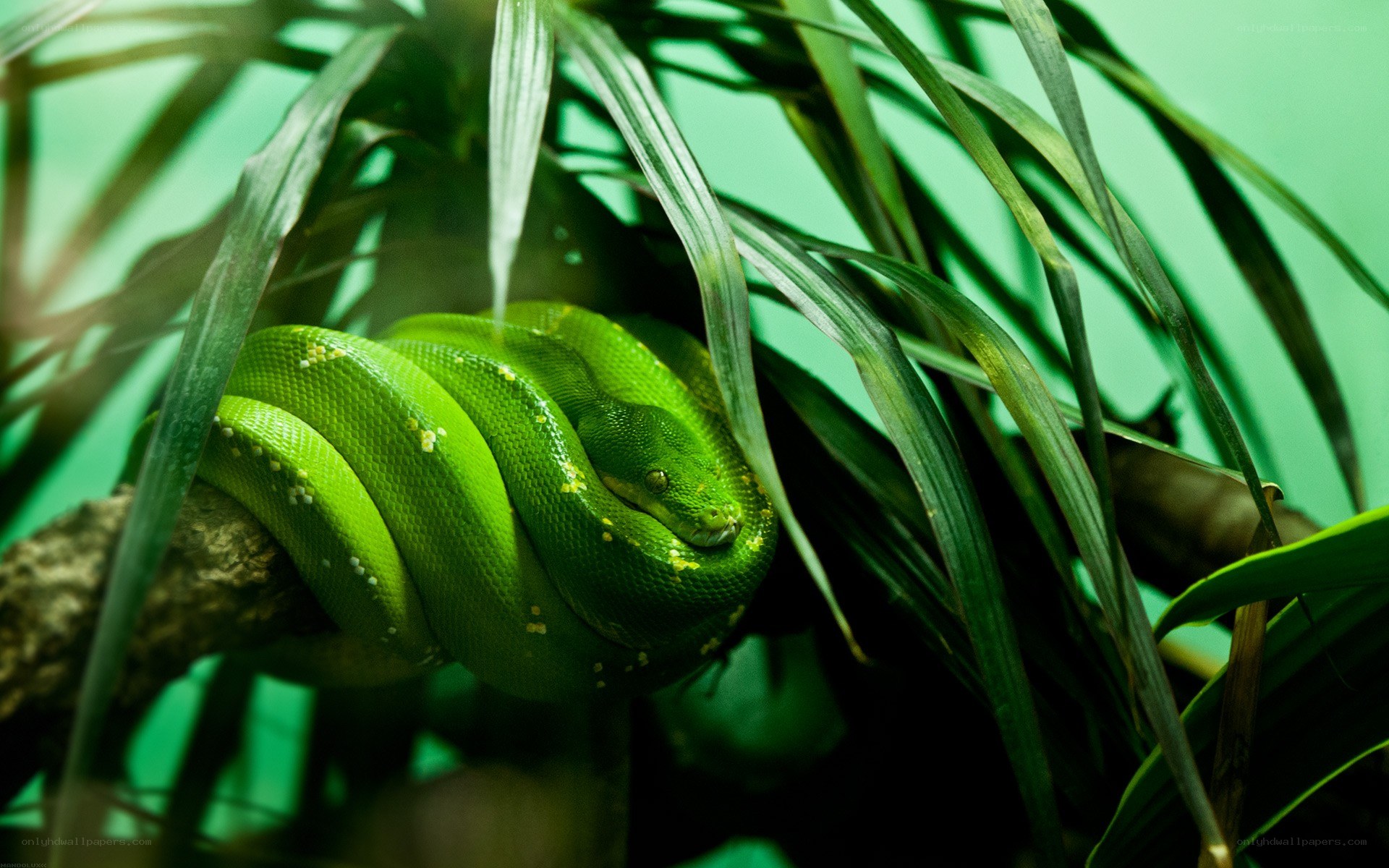 green snake coiled in leaves