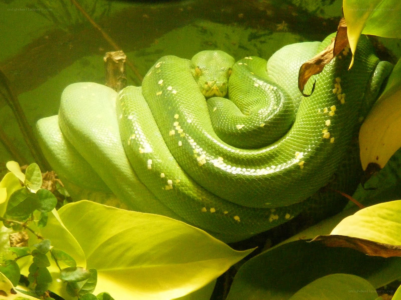 green snake coiled in leaves