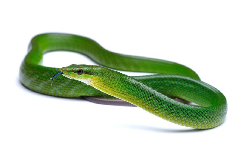 Green Snake Coiled — Neutral