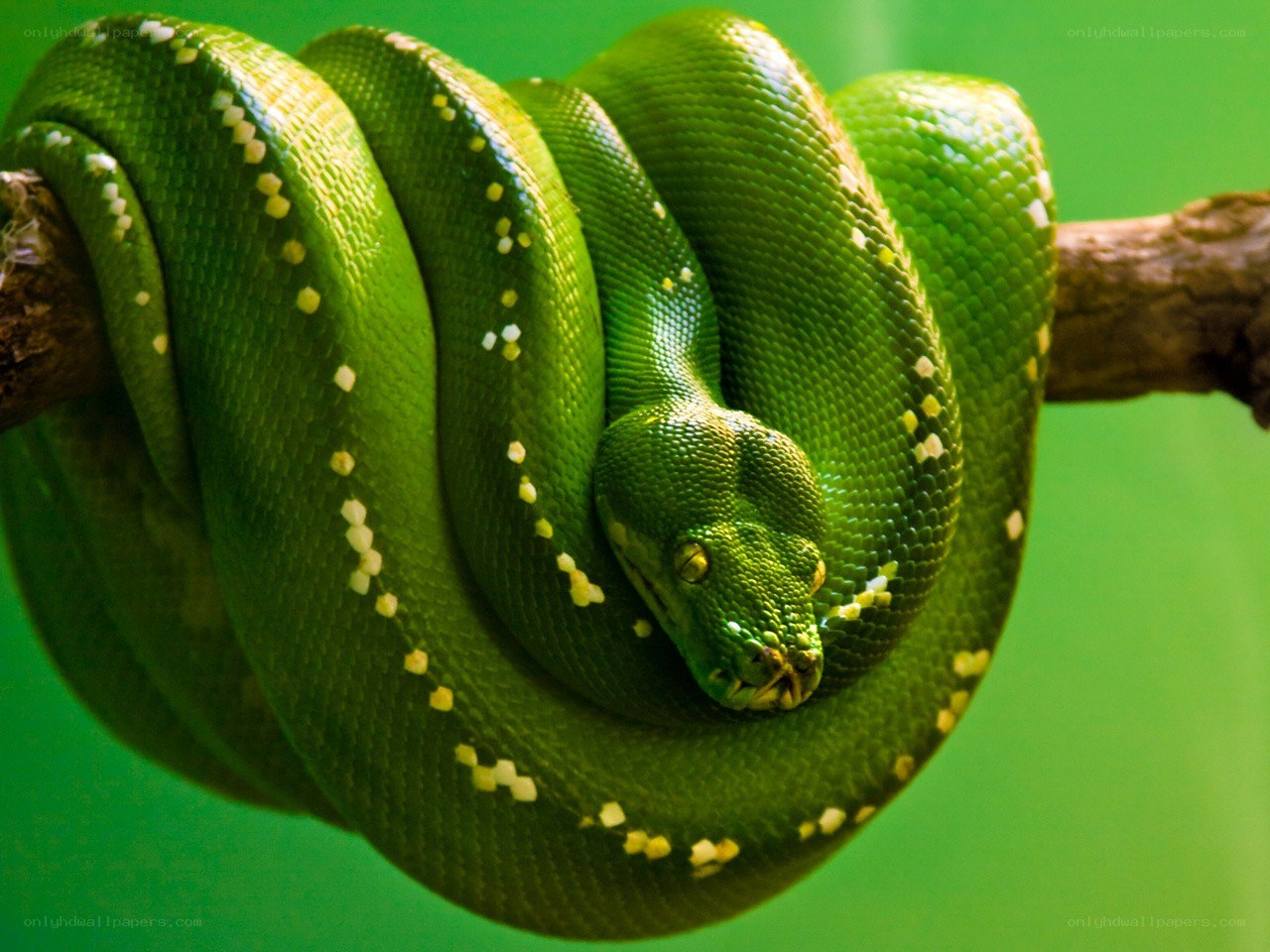 Green snake coiled on a branch