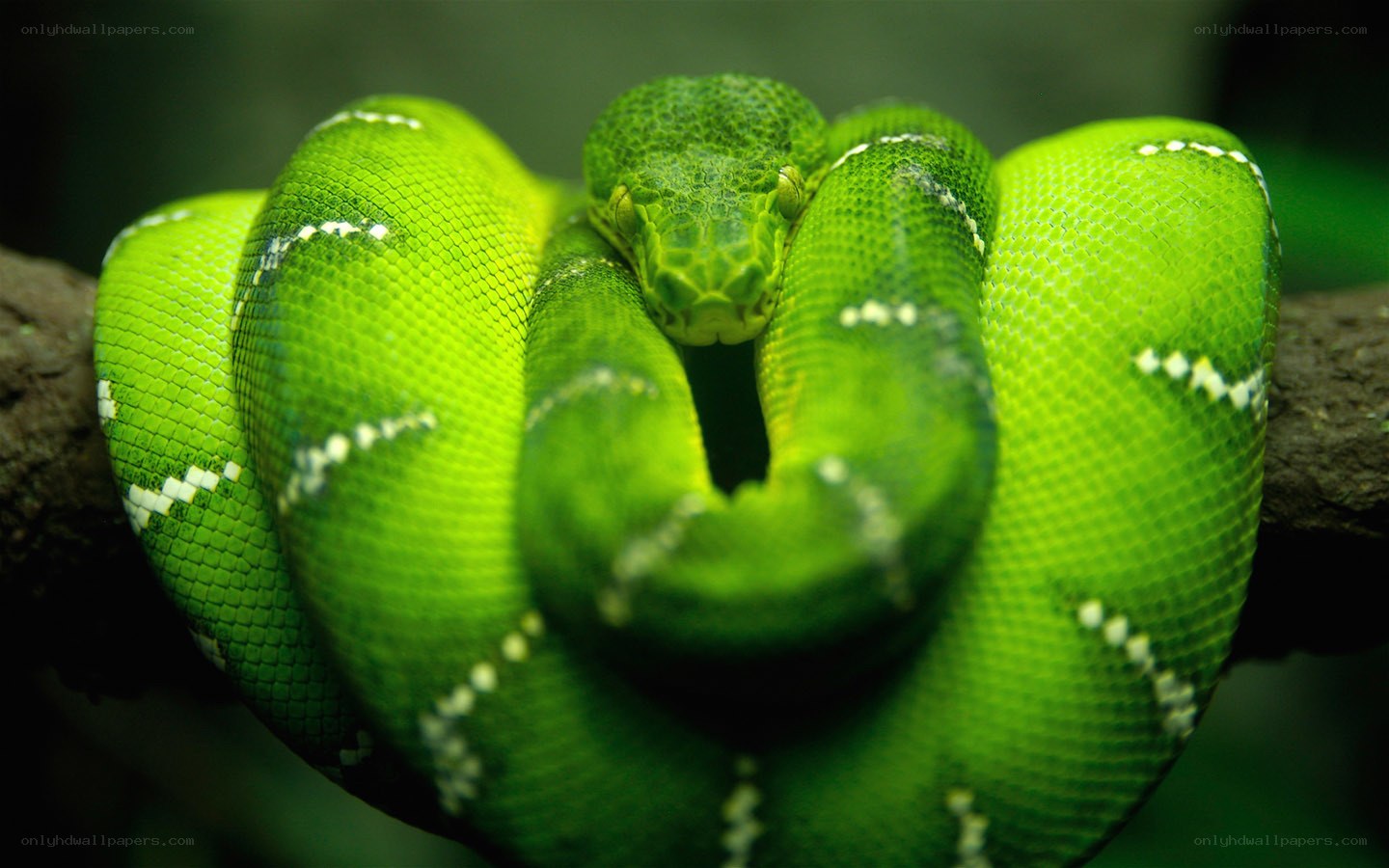 Green snake coiled on branch