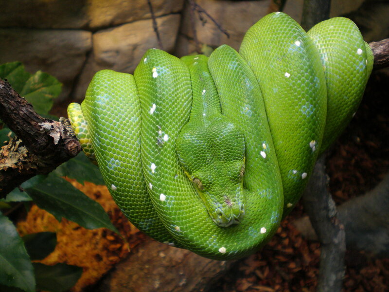 green snake coiled on branch