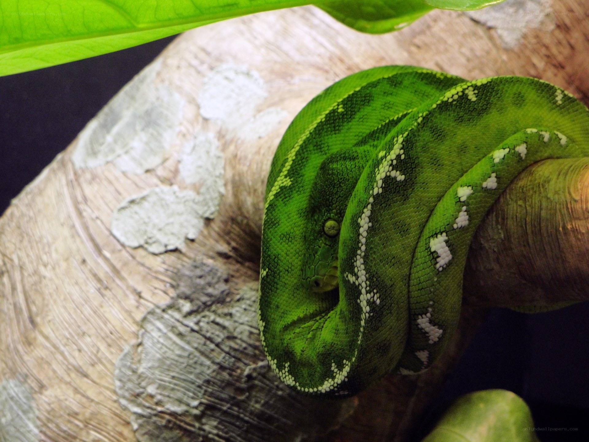 green snake coiled on branch