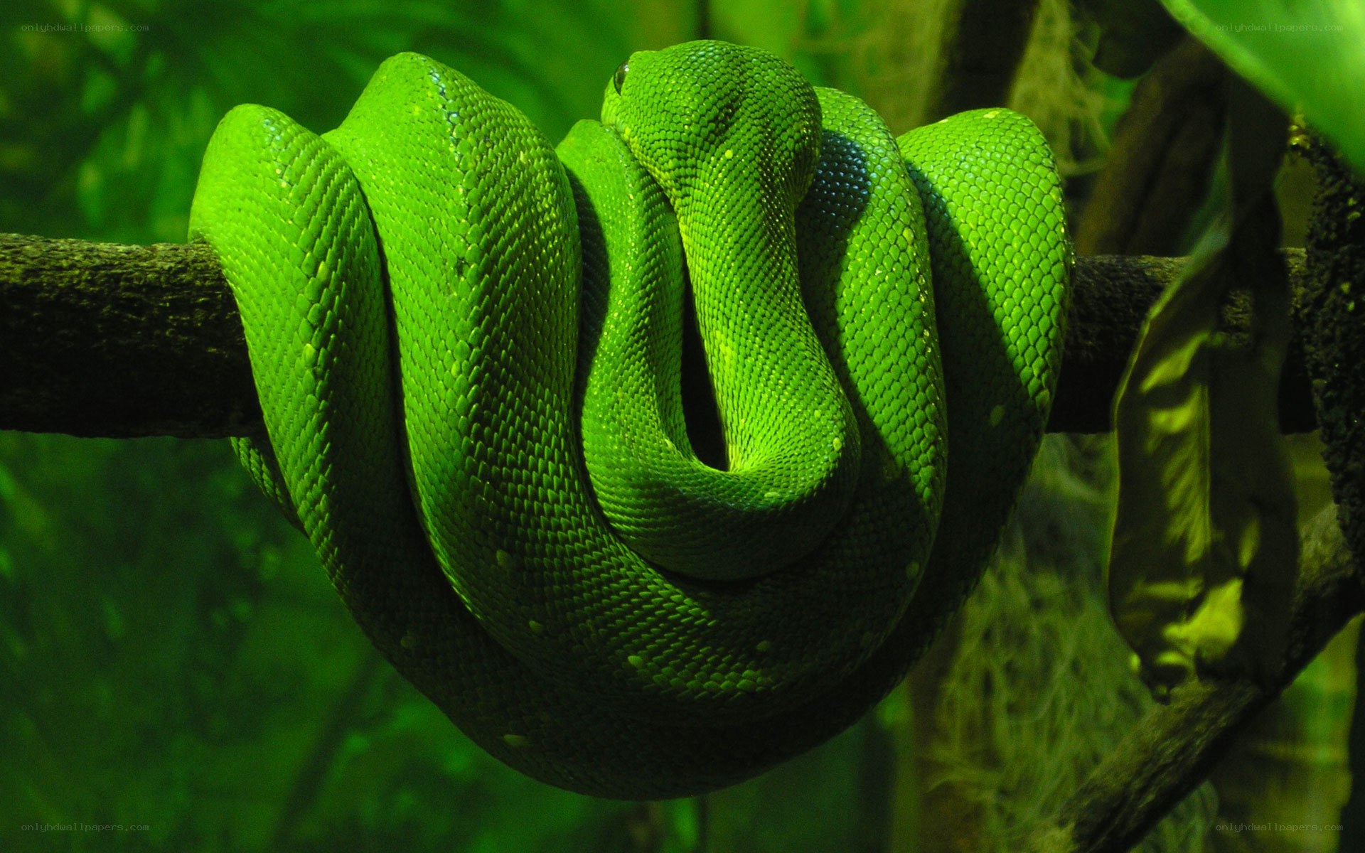 green snake coiled on branch