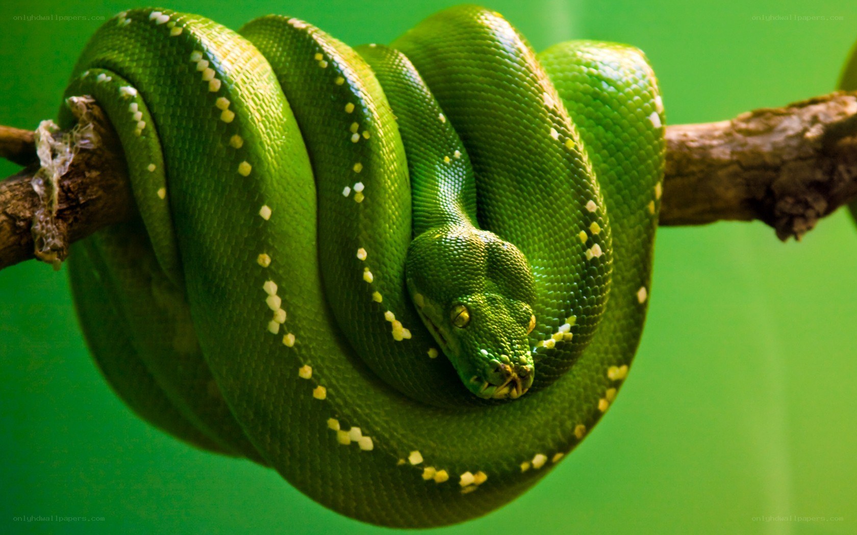 Green snake coiled on branch