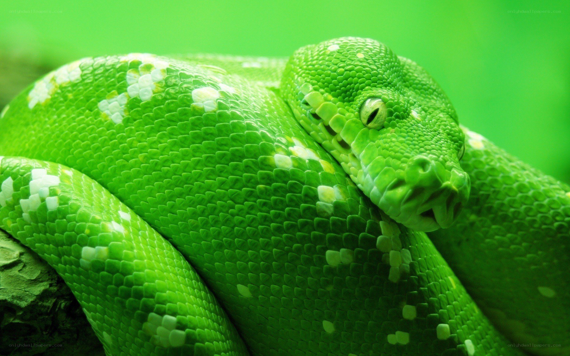 green snake coiled on branch