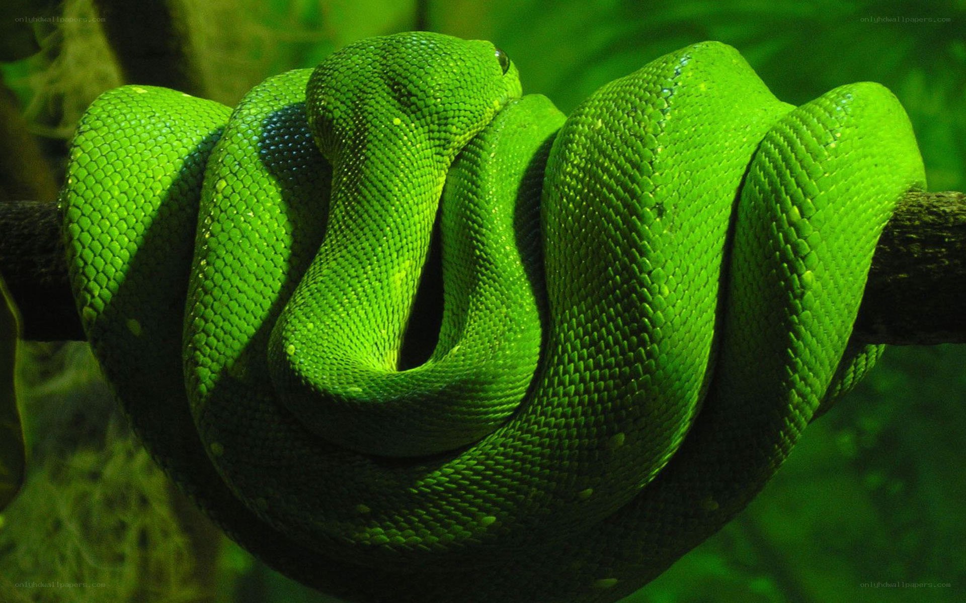 green snake coiled on branch