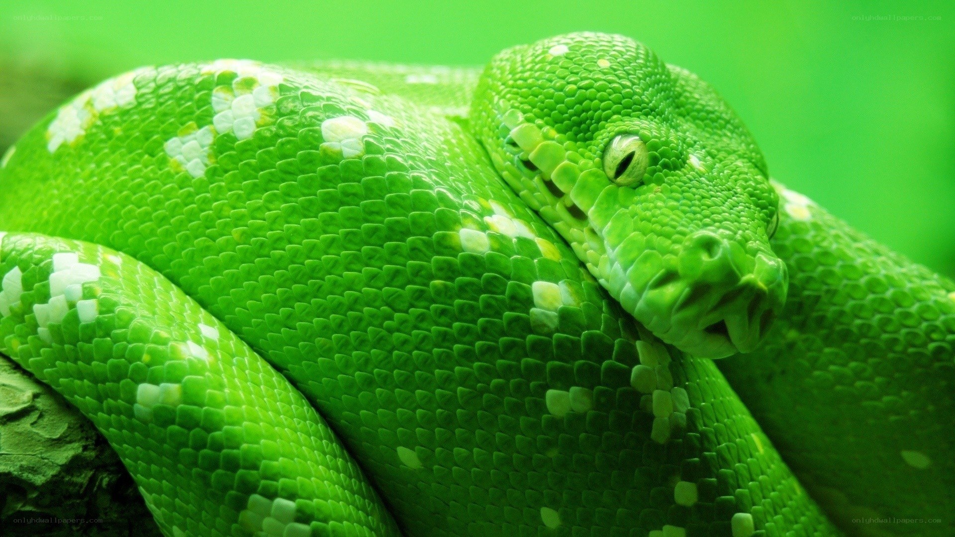 green snake coiled on branch