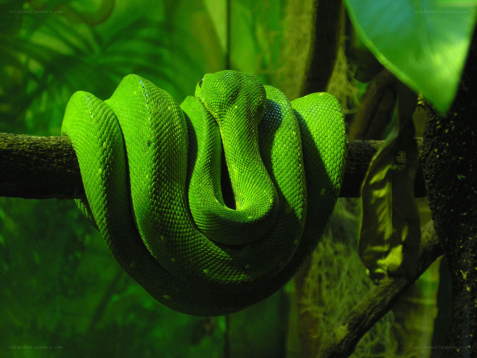 Green snake coiled on branch