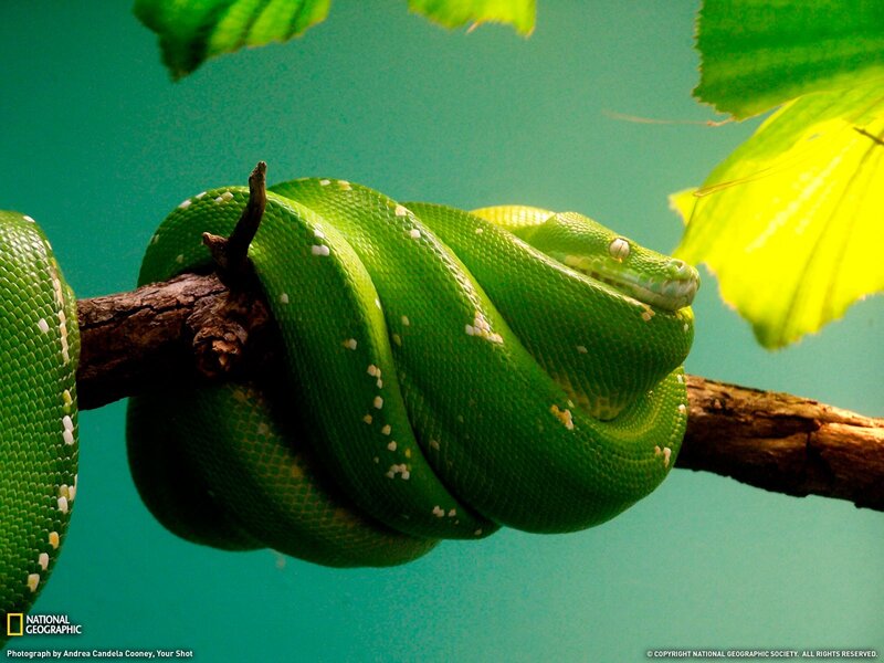 Green snake coiled on branch