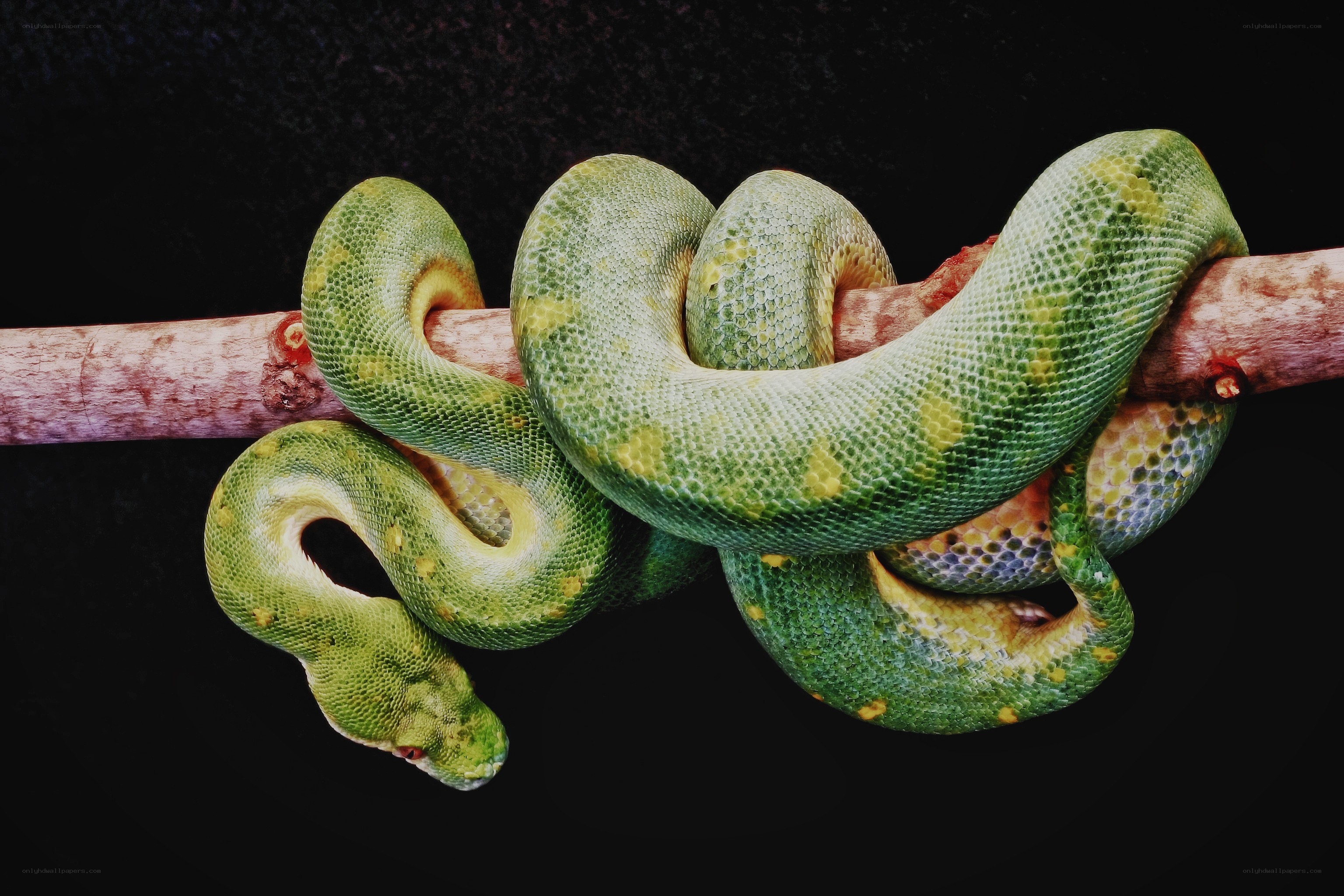 green snake coiled on branch