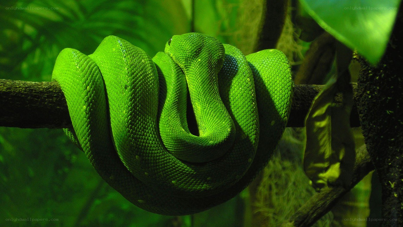 green snake coiled on branch