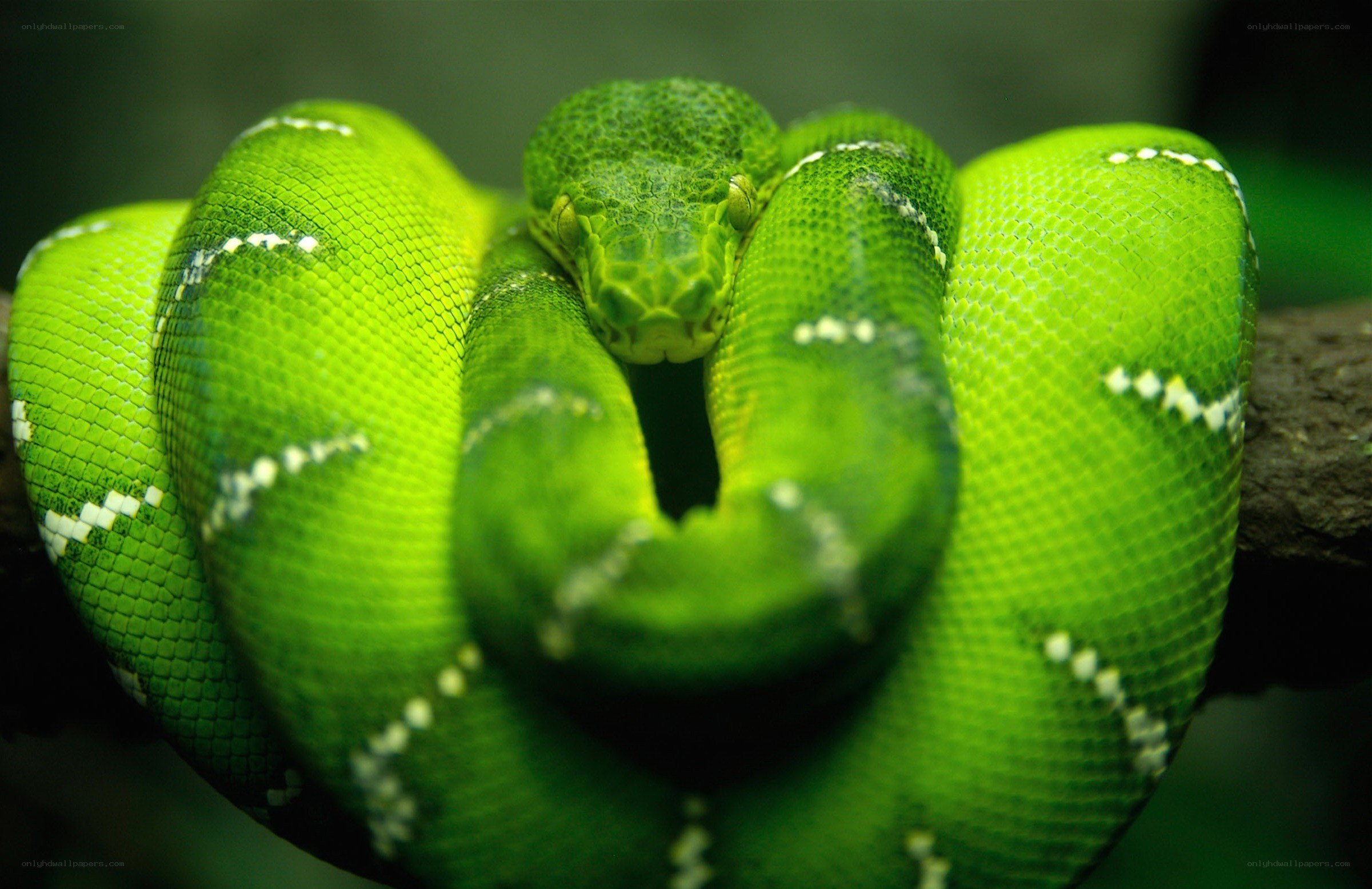 Green snake coiled on branch