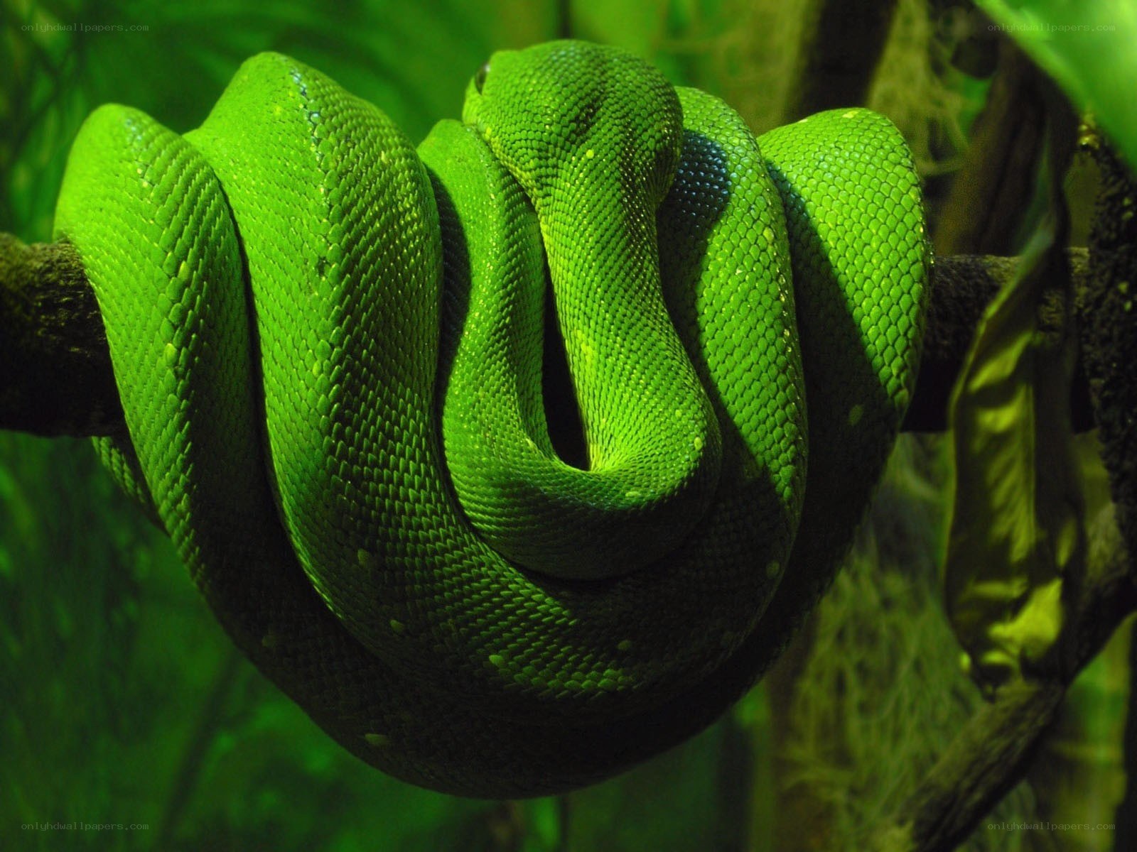 Green snake coiled on branch