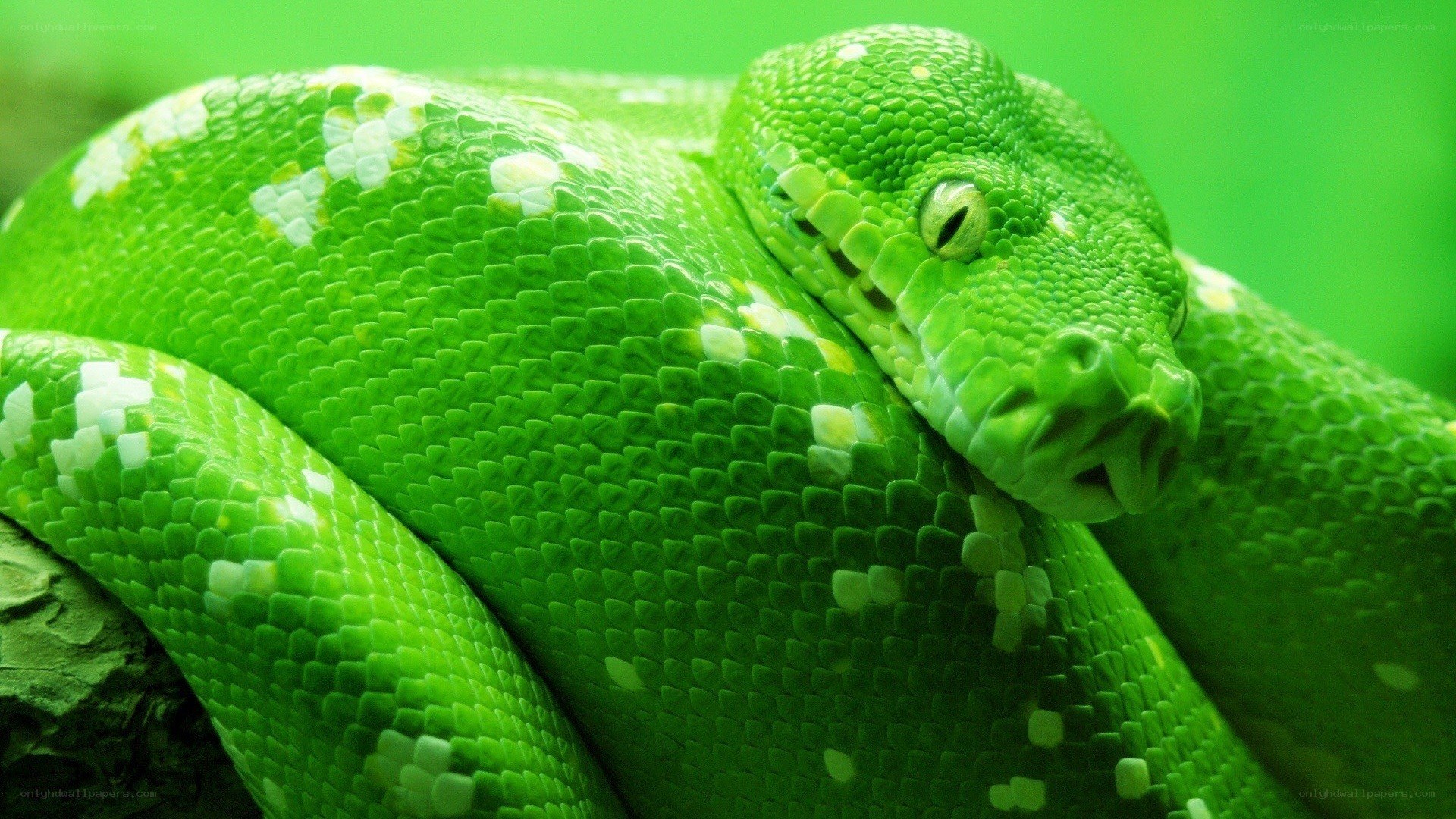 green snake coiled on branch