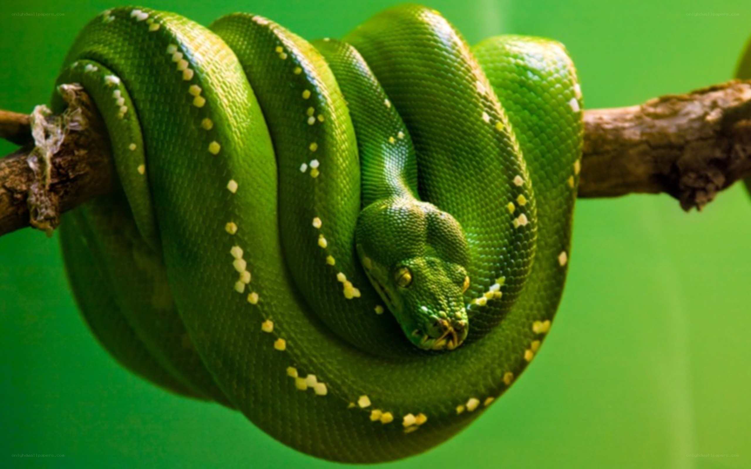green snake coiled on branch