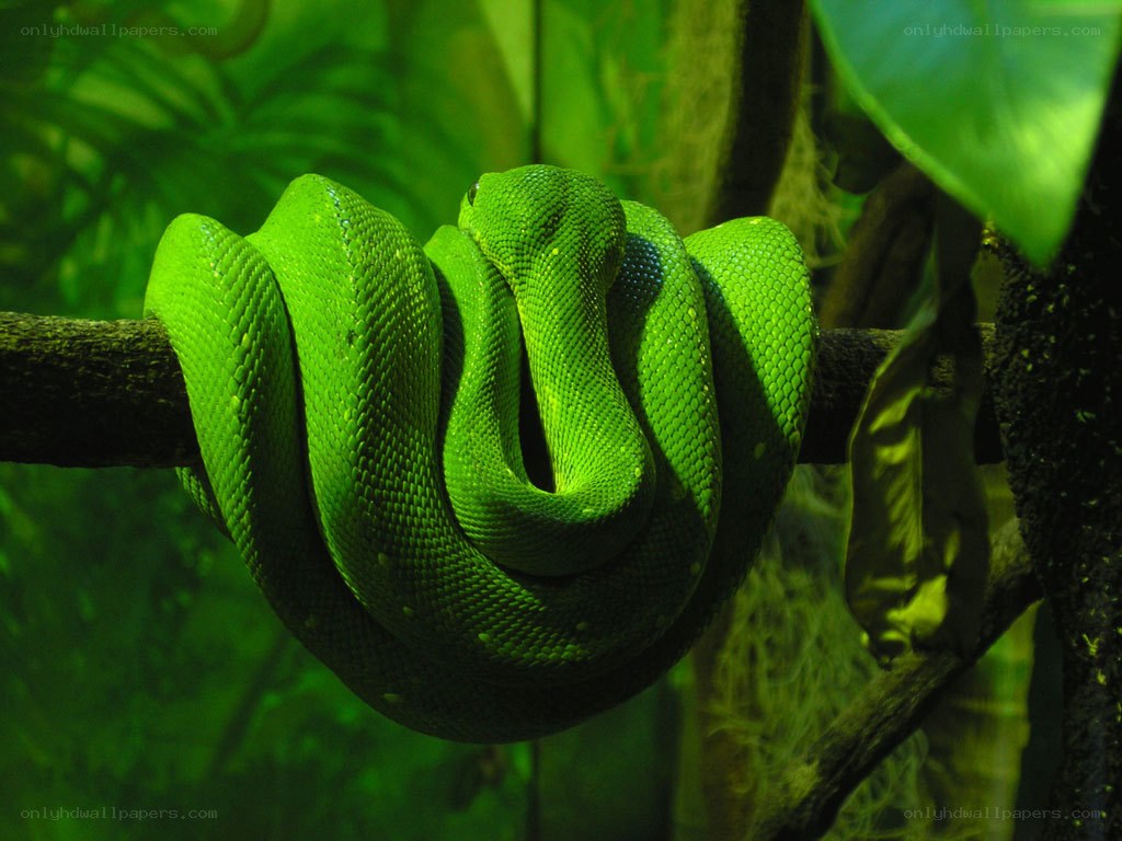 Green snake coiled on branch