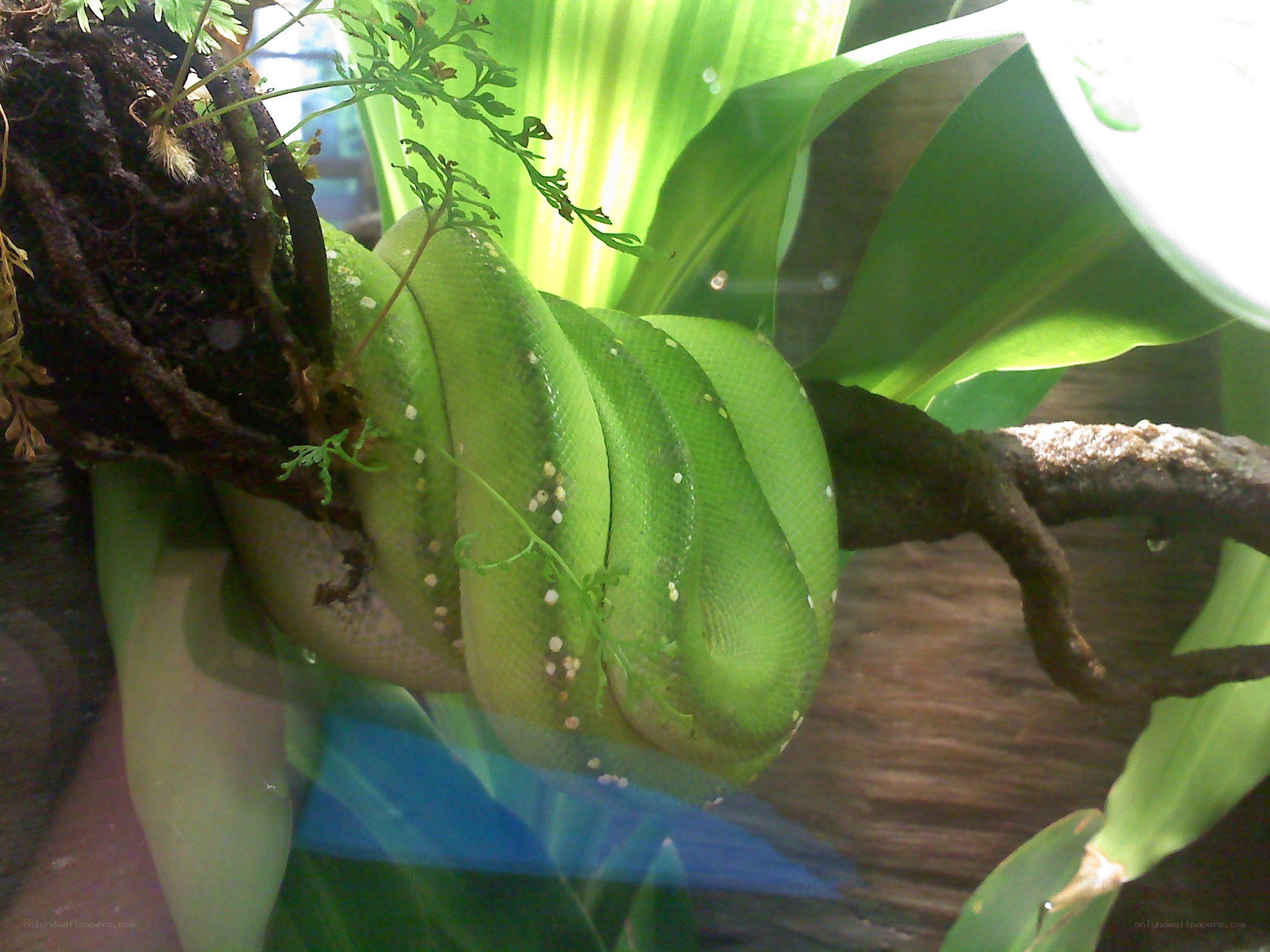 Green snake coiled on branch