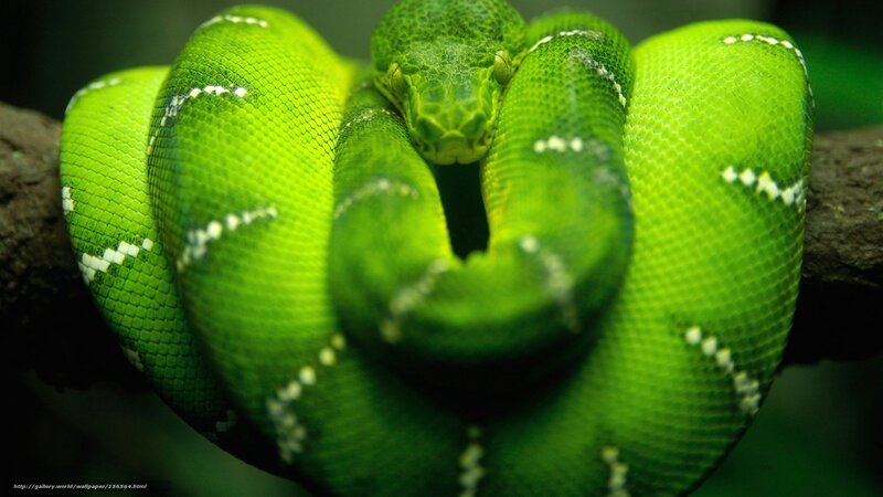 Green snake coiled on branch