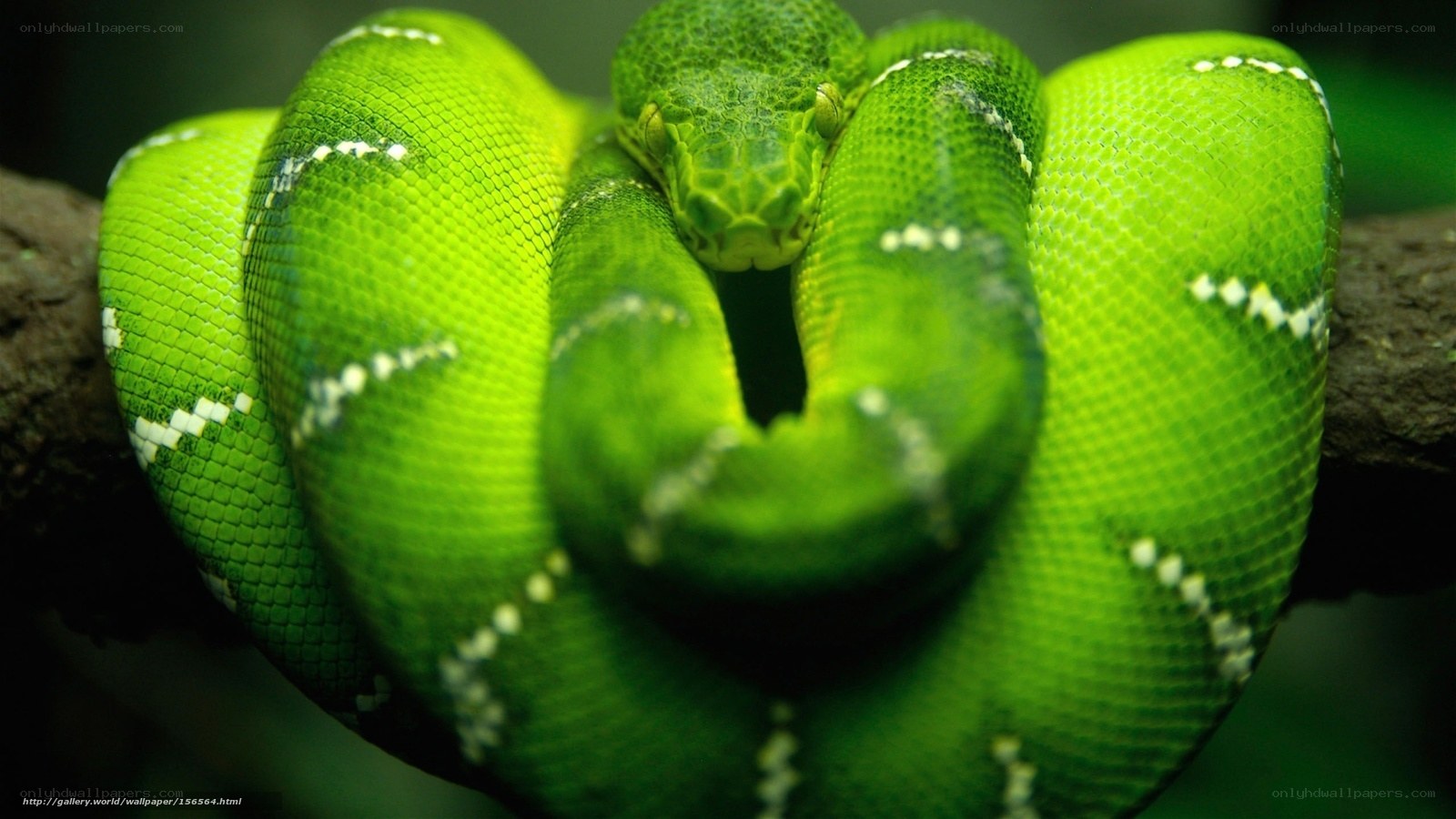Green snake coiled on branch
