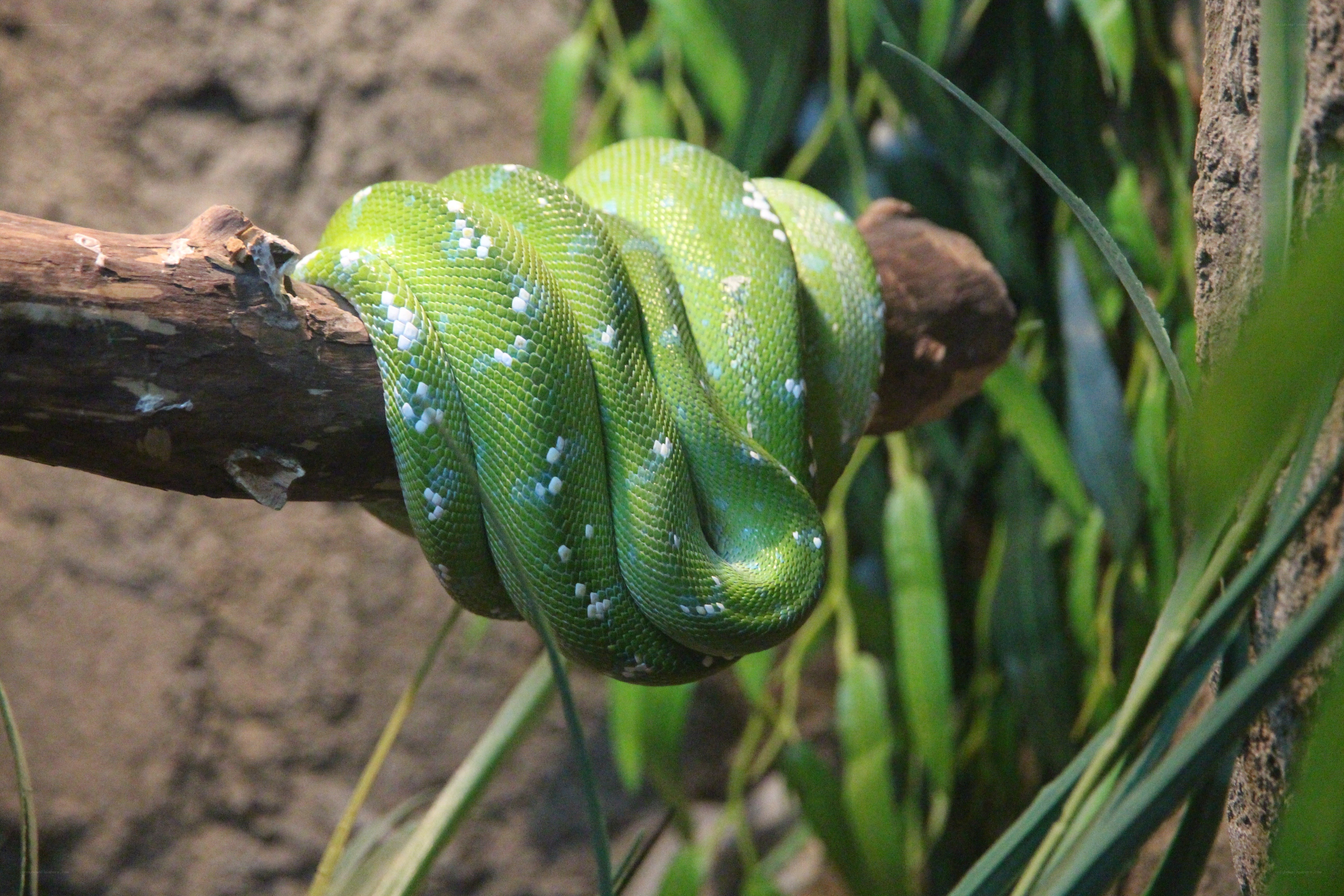 green snake coiled on branch