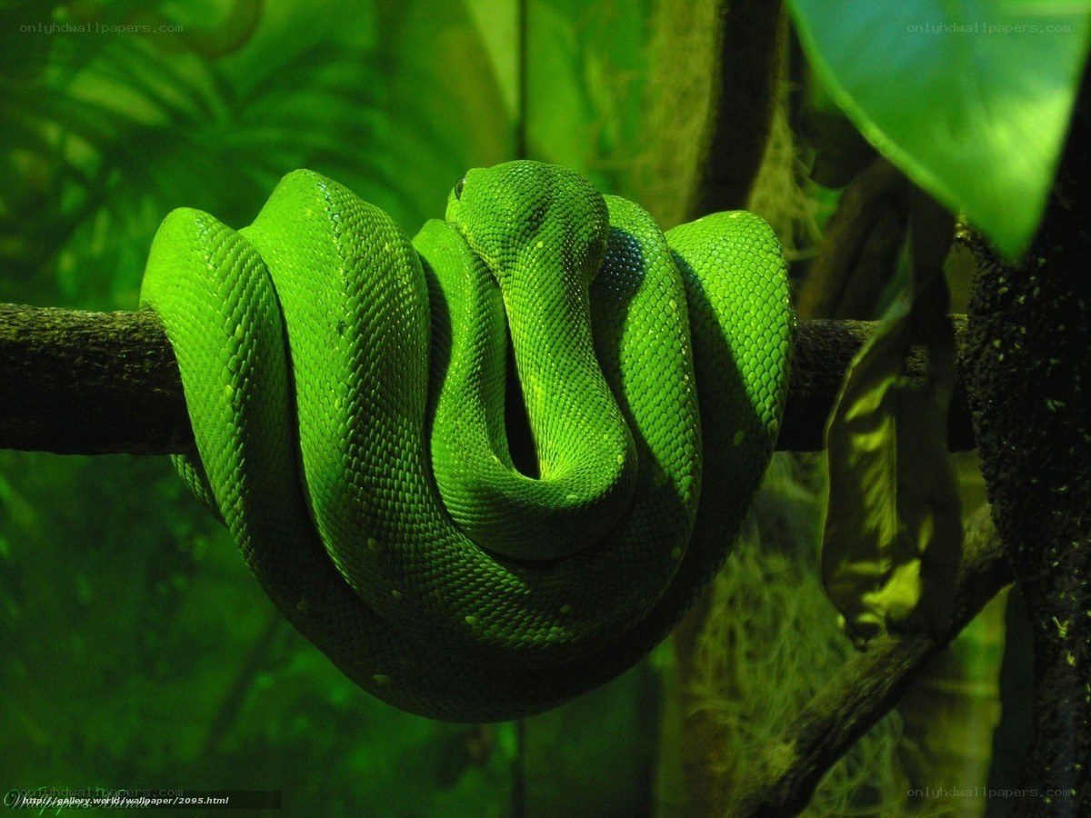 green snake coiled on branch