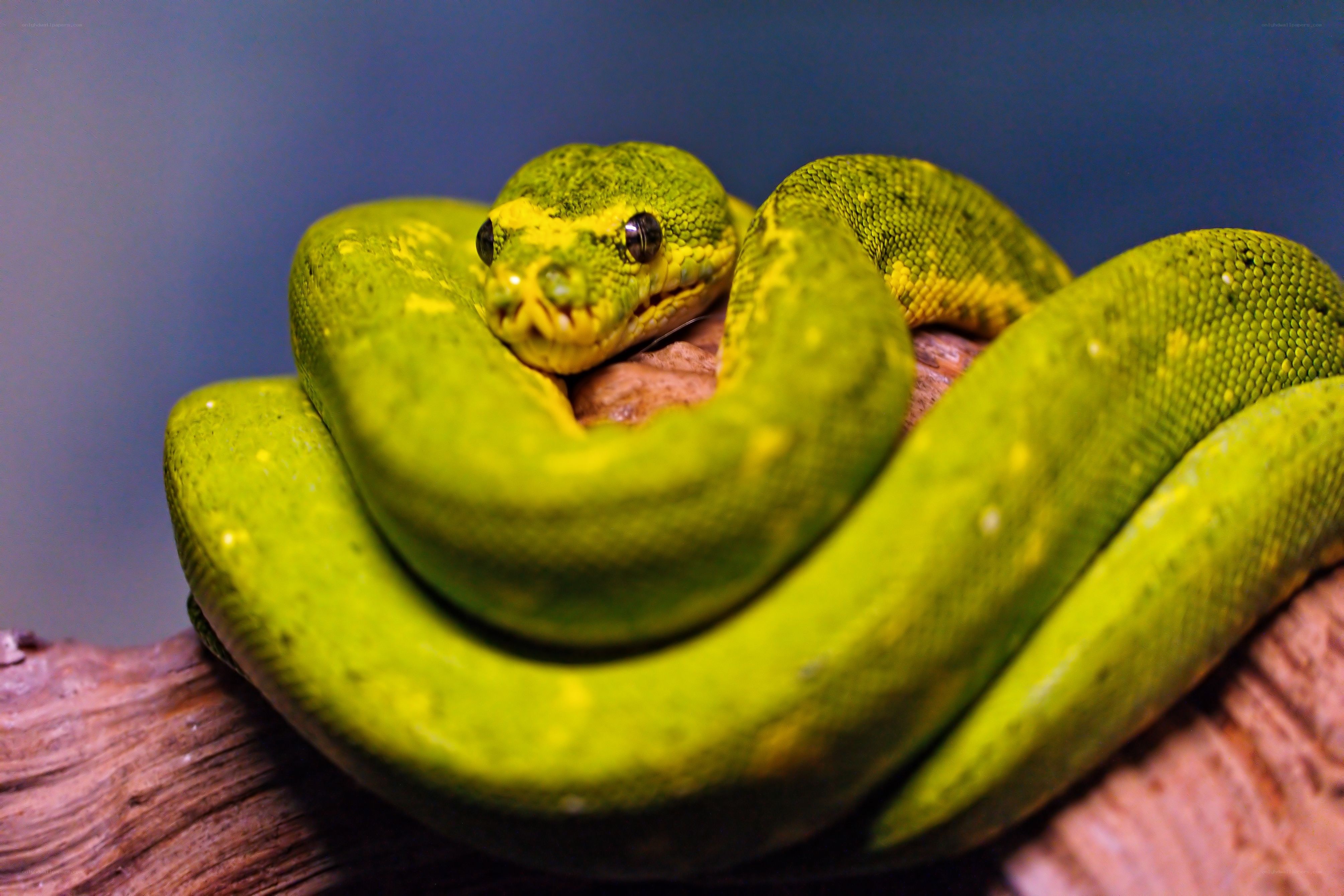 green snake coiled on wood