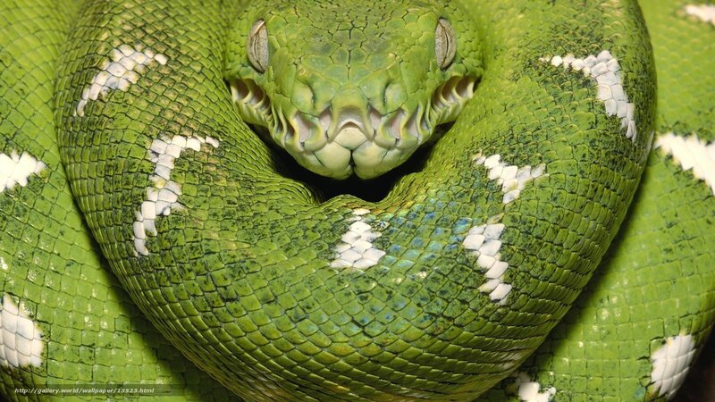 green snake coiled