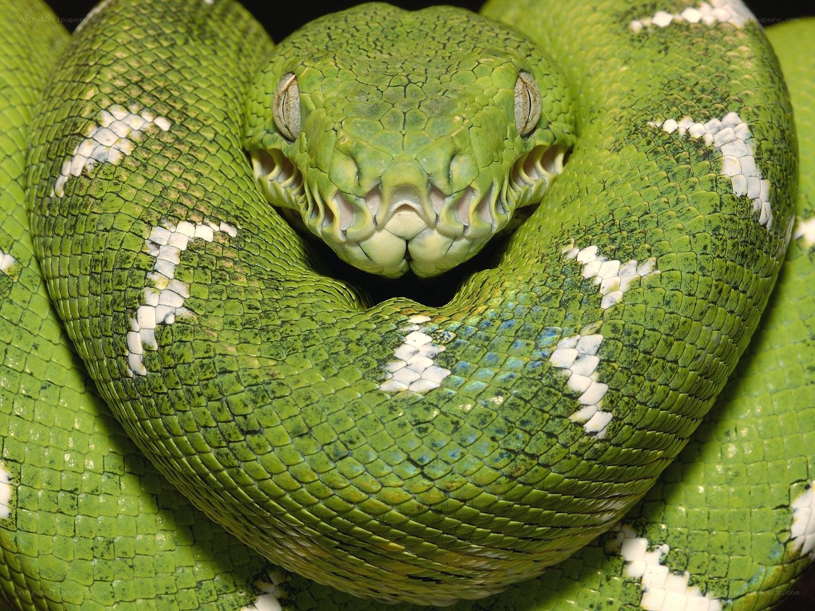 green snake coiled up