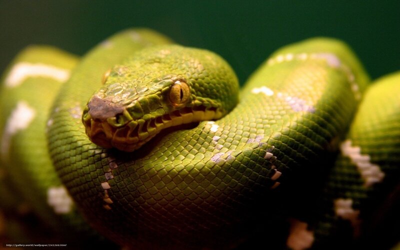 green snake coiled up