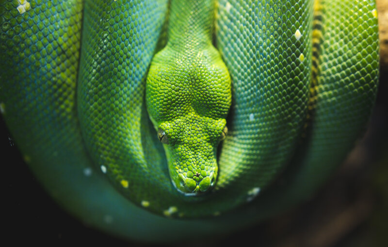green snake coiled up