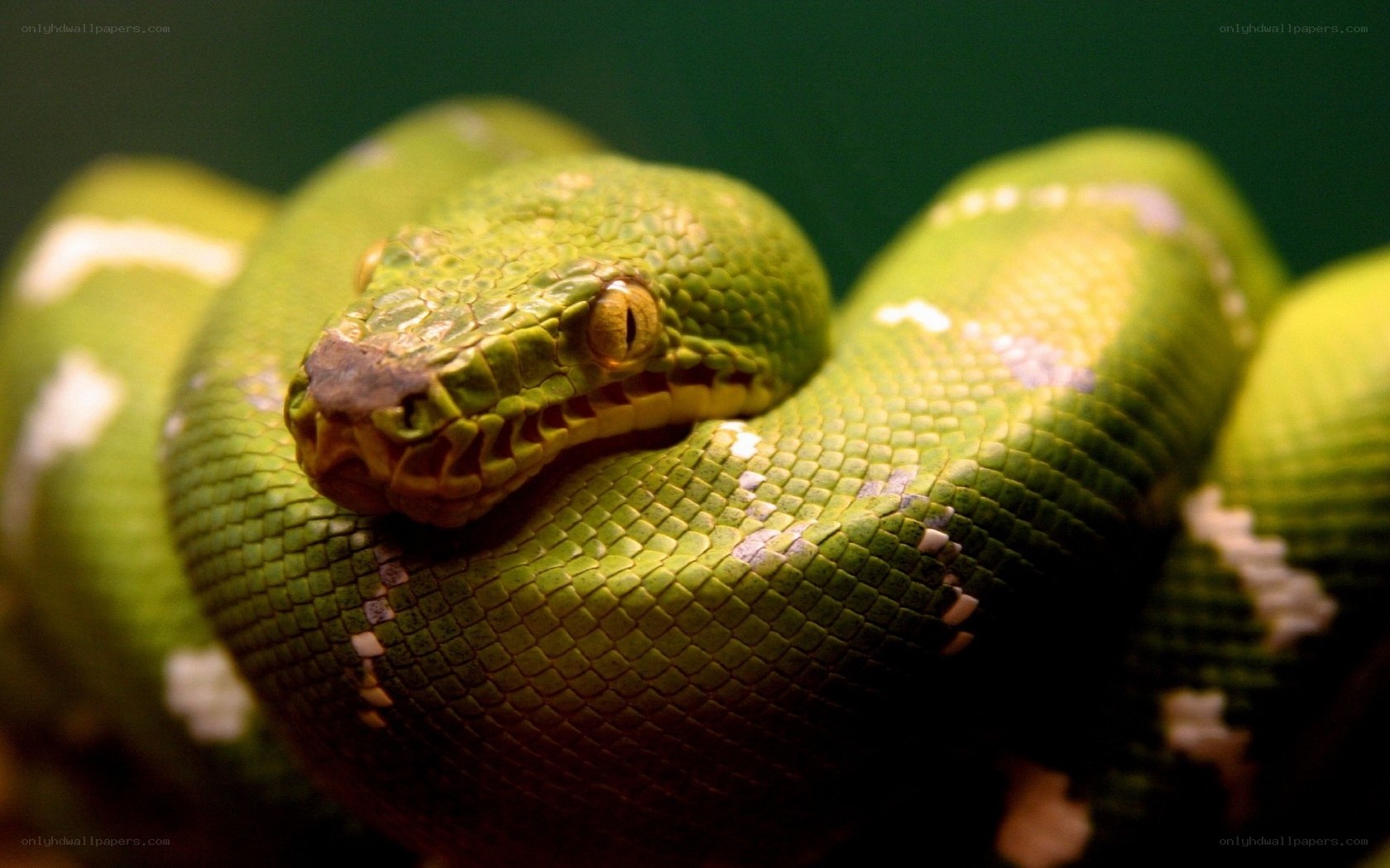 green snake coiled up