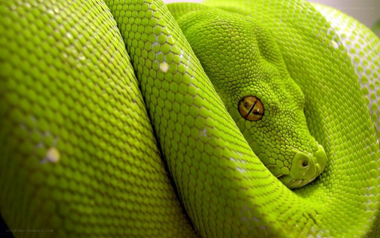 green snake coiled up